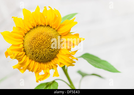 Close-up Blüte der Sonnenblume, weiße Mauer im Hintergrund, Querformat Stockfoto