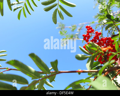 Im Herbst rote Vogelbeeren auf einem Baum. Vogelbeere Ebereschenbeere im Herbst in natürlicher Umgebung auf blauen Himmelshintergrund. Sorbus Aucuparia. Stockfoto