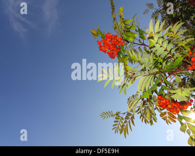 Im Herbst rote Vogelbeeren auf einem Baum. Vogelbeere Ebereschenbeere im Herbst in natürlicher Umgebung auf blauen Himmelshintergrund. Sorbus Aucuparia. Stockfoto