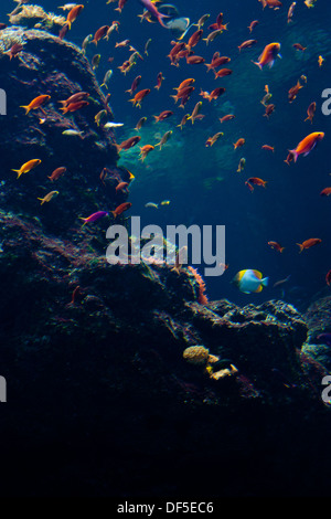 Eine bunte Schule der Fische schwimmen im Aquarium an der Akademie der Wissenschaften in San Francisco. Stockfoto