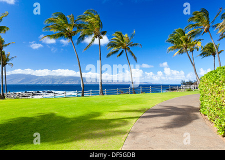 Kokosnuss-Palmen am Napili Punkt in Maui, Hawaii. Stockfoto