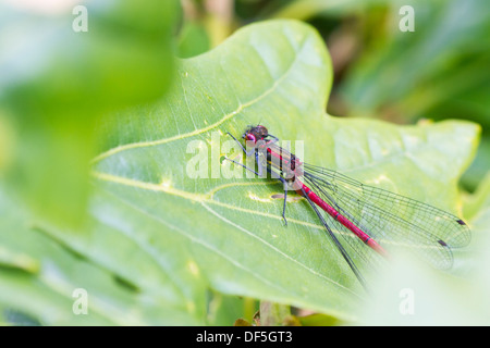 Red Damselfly thront auf einem Blatt closeup Stockfoto