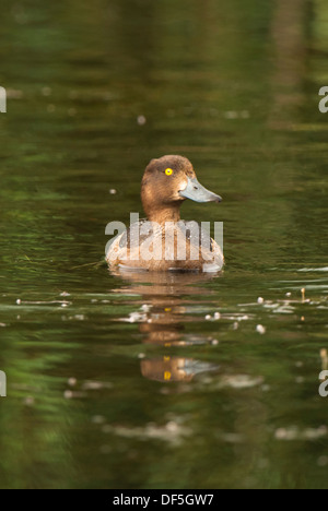 Juvenile Reiherenten Kopf über Wasser. Stockfoto