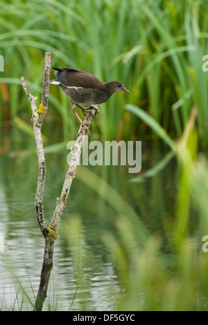 Junge Teichhuhn klettern einen Zweig mit Wasser Lebensraum. Stockfoto