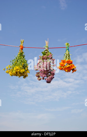 drei medizinische Wild Blumenstrauß auf String und Himmel Hintergrund. pflanzliche Arzneimittel-Konzept Stockfoto