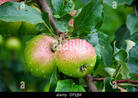 zwei taufrische frischen Apfel auf Ast im Garten nach Regen mit Wassertropfen Stockfoto