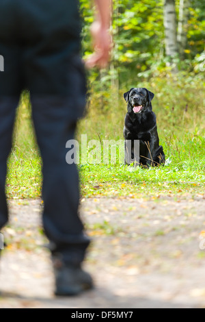 Hundebesitzer schult seine Labrador Retriever, Hund sitzt auf Hintergrund, Hochformat Stockfoto