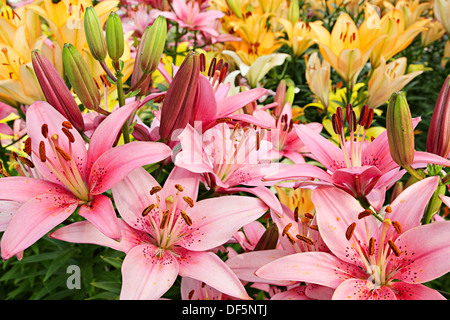 Sommerblumen. Lilien auf einem Blumenbeet Stockfoto