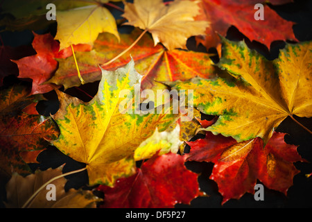 Bunter Herbst nass Ahornblätter lag auf schwarzem Hintergrund Stockfoto