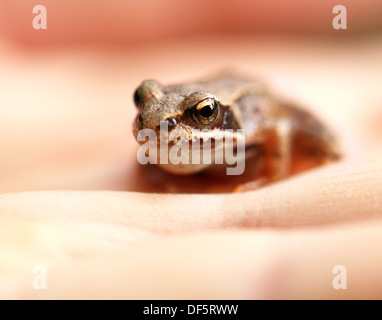 Ein kleiner Brauner Frosch auf der Seite Stockfoto