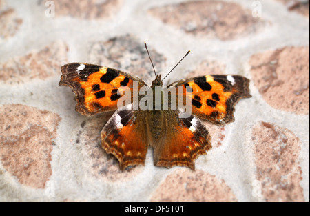 Schöner großer Schmetterling Stockfoto