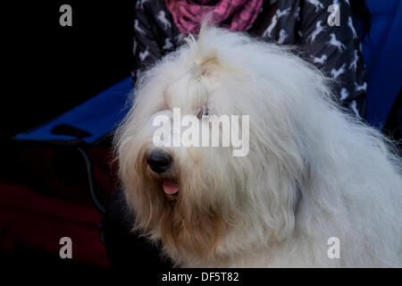 Wroclaw, Polen, 28. September 2013. Porträt des alten English Sheepdog XXI International Hundeausstellung (CACIB) am Olympiastadion in Breslau. Bildnachweis: Piotr Zajac/Alamy Live-Nachrichten Stockfoto