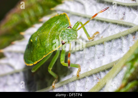 Der grüne Stink Bug (Acrosternum Hilare) Stockfoto