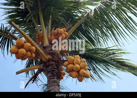 Gelbe Kokospalme, Cocos nucifera Stockfoto