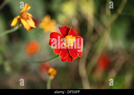 Kapuzinerkresse gesehen bei Nymans Gärten, West Sussex, UK Stockfoto