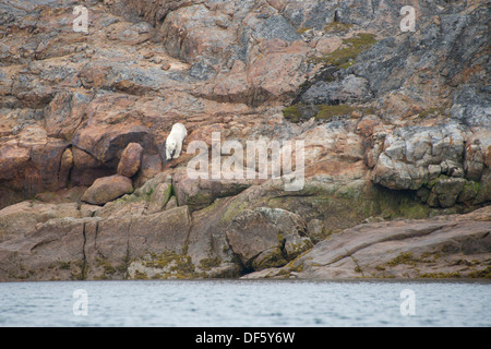 Kanada, Quebec, untere Savage Inseln. Einsamer Eisbär (Ursus Maritimus) am felsigen Ufer. Stockfoto