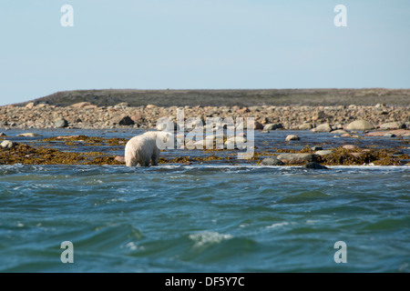 Kanada, Nunavut, westlichen Ufer des Hudson Bay, Kivalliq-Region Arviat. Junge Eisbären (Ursus Maritimus). Stockfoto