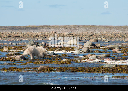 Kanada, Nunavut, westlichen Ufer des Hudson Bay, Kivalliq-Region Arviat. Junge Eisbären (Ursus Maritimus). Stockfoto