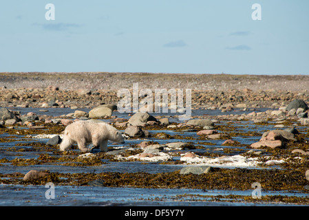 Kanada, Nunavut, westlichen Ufer des Hudson Bay, Kivalliq-Region Arviat. Junge Eisbären (Ursus Maritimus). Stockfoto