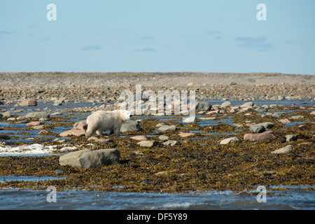 Kanada, Nunavut, westlichen Ufer des Hudson Bay, Kivalliq-Region Arviat. Junge Eisbären (Ursus Maritimus). Stockfoto