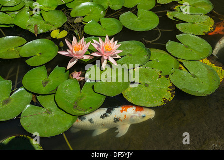 Schönen Seerosenteich mit rosa Seerosen in voller Blüte mit Koi-Karpfen schwimmen. Stockfoto