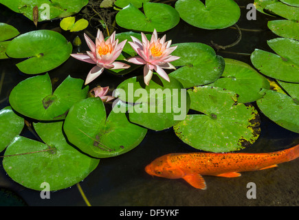 Schönen Seerosenteich mit rosa Seerosen in voller Blüte mit Koi-Karpfen schwimmen. Stockfoto