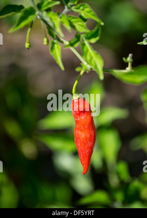 Bunte Habanero Chili-Pfeffer, Capsicum chinense Stockfoto