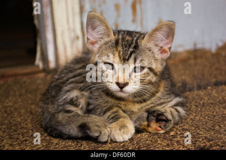 Entspannte Tabby Kitten zusammengerollt vor rustikale Wand Stockfoto