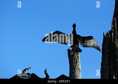 indische Darter oder orientalischen Darter Verbreitung Flügel, Thekkady Wildlife Sanctuary, Kerala, Indien. dieser Vogel, auch genannt Schlange Vogel. Stockfoto
