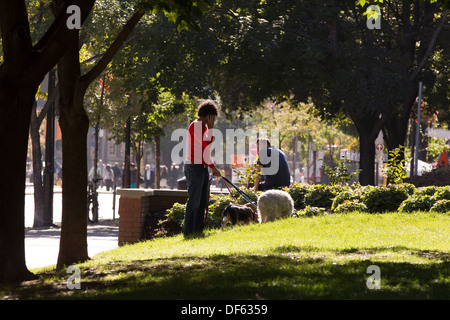 Mann zu Fuß mit 3 Hunden während des Gesprächs auf Handy Berczy Park in Toronto Stockfoto