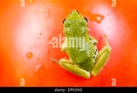 Nahaufnahme Foto grün Garten Frosch auf reife Tomate Oberfläche Hintergrund unscharf Stockfoto