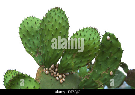 Prickly Pear Cactus bedeckt mit Schnecken; isoliert auf weiss Stockfoto