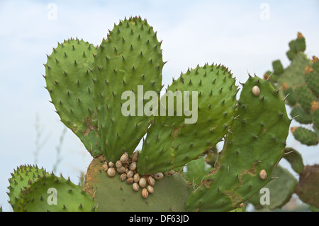 Prickly Pear Cactus bedeckt mit Schnecken Stockfoto