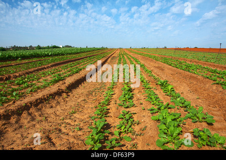 Frisch gepflanzt und bebaute Feld mit blauem Himmel und Wolken zeigt neues Wachstum Stockfoto