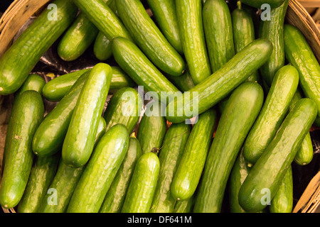 Viele Gurken in Korb am St. Lawrence Market Stockfoto