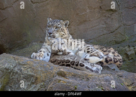 Snow Leopard Cub, 22 Wochen alt, mit seiner Mutter Stockfoto