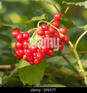 Preston, Lancashire, UK. 28. September 2013. Herbst Beeren bei Brockholes Nature reserve © Sue Burton/Alamy Live-Nachrichten Stockfoto