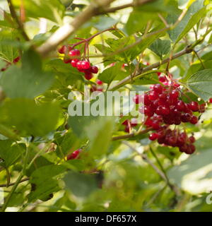 Preston, Lancashire, UK. 28. September 2013. Herbst Beeren bei Brockholes Nature reserve © Sue Burton/Alamy Live-Nachrichten Stockfoto