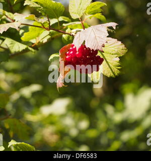 Preston, Lancashire, UK. 28. September 2013. Herbst Beeren bei Brockholes Nature reserve © Sue Burton/Alamy Live-Nachrichten Stockfoto