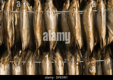 Bückling Kipper geräucherter Fisch rauchigen Geschmack Rauch Rauchen Hering Heringe Arbroath Smokies traditionelles Essen Präsentation Methode m Stockfoto