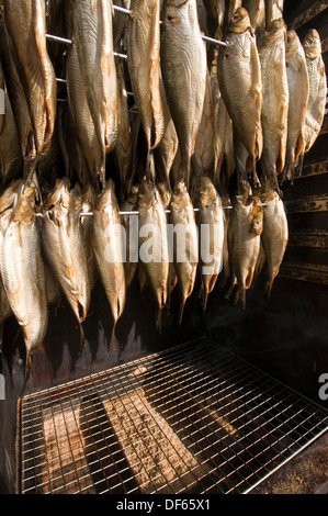 Bückling Kipper geräucherter Fisch rauchigen Geschmack Rauch Rauchen Hering Heringe Arbroath Smokies traditionelles Essen Präsentation Methode m Stockfoto