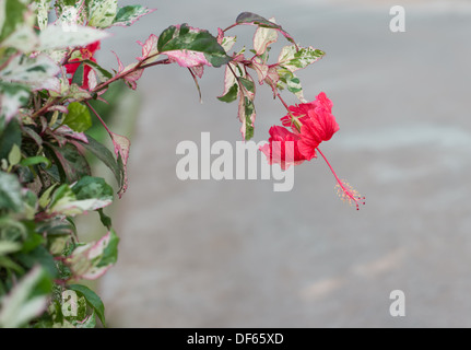 roter Hibiskus mit bunten Blättern Stockfoto