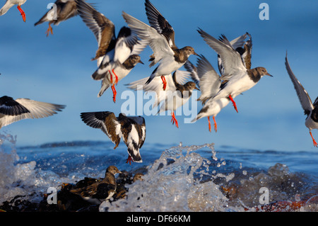 Steinwälzer Arenaria interpres Stockfoto