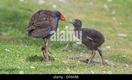 Das Purpurhuhn (Porphyrio Porphyrio), fotografiert in Australien, ist ein "Sumpf-Henne" in der Rail-Familie. Stockfoto