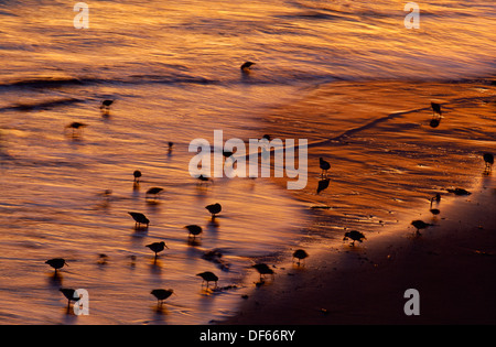 Gemischte Küsten Watvögel im Morgengrauen Stockfoto