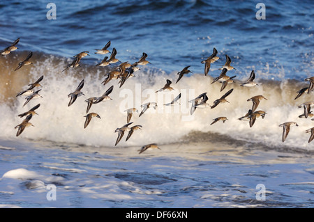 Gemischte Watvögel im Flug Stockfoto