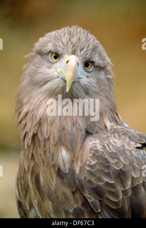 Weiß-angebundene Adler Haliaeetus Horste Stockfoto