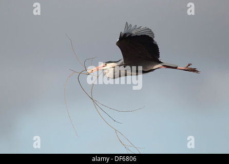 Grey Heron Ardea cinerea Stockfoto