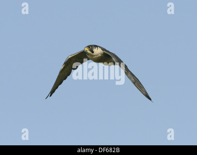 Peregrine Falco peregrinus Stockfoto