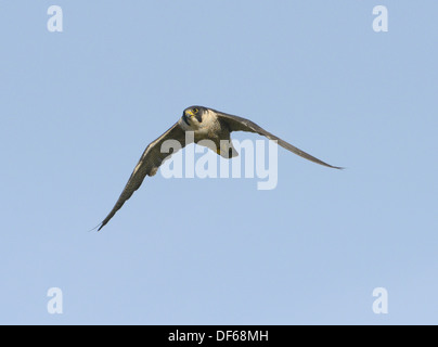 Peregrine Falco peregrinus Stockfoto